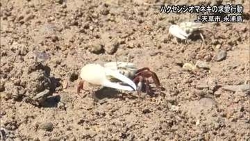 ハクセンシオマネキの求愛ダンス　上天草市の永浦島【熊本】
