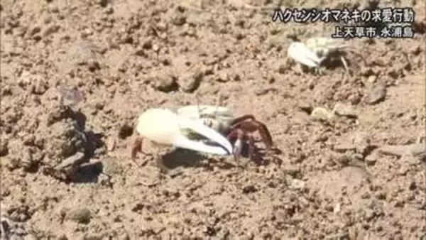 ハクセンシオマネキの求愛ダンス　上天草市の永浦島【熊本】