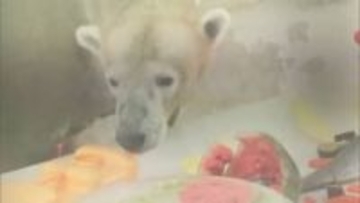 ホッキョクグマのマルルお誕生日会　熊本市動植物園から北海道釧路市動物園に引っ越し