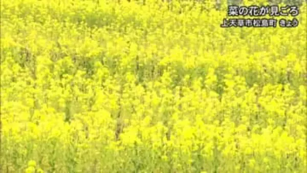 上天草市で菜の花が見ごろ【熊本】