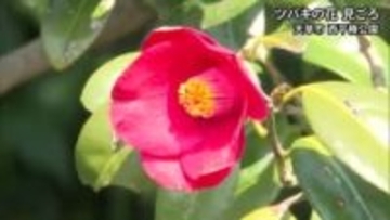 ツバキの花が天草市で見頃【熊本】