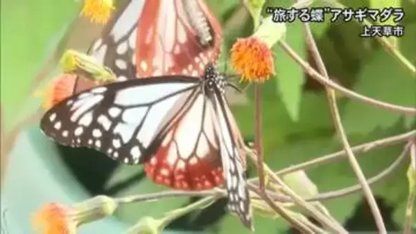〈旅する蝶〉『アサギマダラ』上天草市に飛来【熊本】