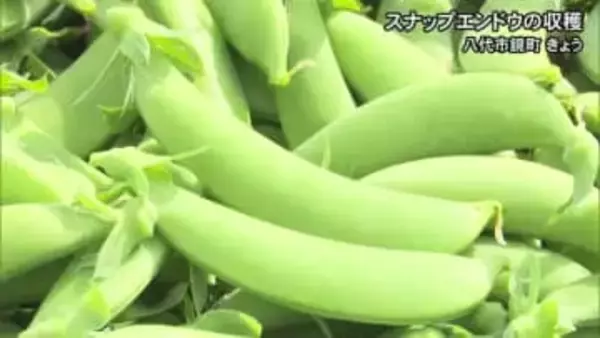 おすすめは「天ぷら」で　スナップエンドウの収穫【熊本】