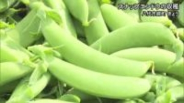 おすすめは「天ぷら」で　スナップエンドウの収穫【熊本】