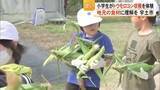 「小学生がトウモロコシの収穫に挑戦【熊本】」の画像1