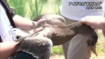 アイガモを使ったコメ作りに取り組んでいる人吉市の小学校でアイガモとのお別れ会【熊本】