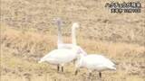 「「遠くから見守って」天草でハクチョウが飛来【熊本】」の画像1