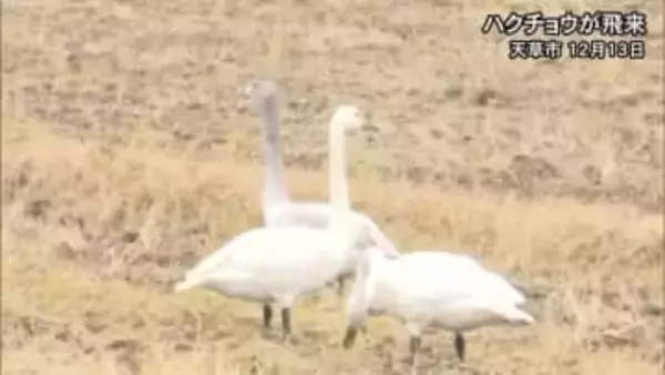 「遠くから見守って」天草でハクチョウが飛来【熊本】