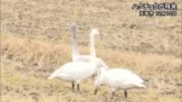 「遠くから見守って」天草でハクチョウが飛来【熊本】