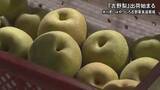 「氷川町で特産の『吉野梨』出荷始まる【熊本】」の画像1
