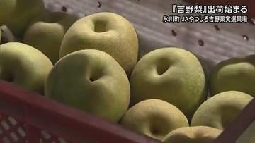 氷川町で特産の『吉野梨』出荷始まる【熊本】