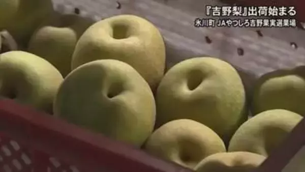 氷川町で特産の『吉野梨』出荷始まる【熊本】