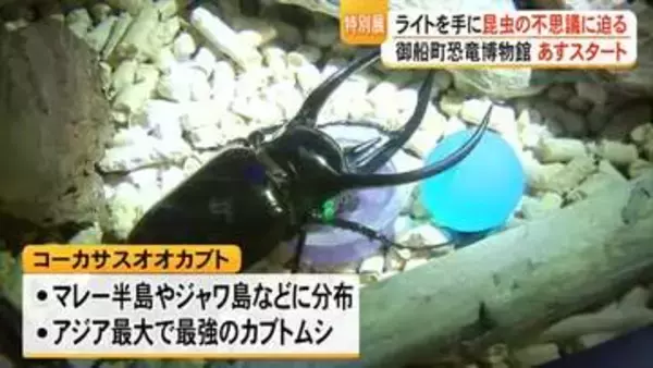 ライトを手に探す『昆虫ナイトワンダーランド　体験型！暗闇の昆虫展』１８日スタート【熊本】