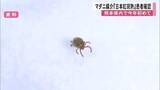 「マダニが媒介する感染症「日本紅斑熱」患者が熊本県内で今年初めて確認」の画像1