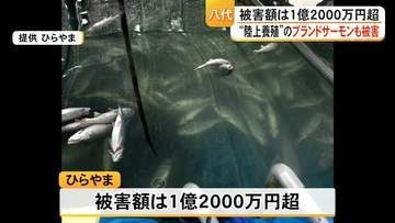 被害額は１億２０００万円超　木村知事が八代市のサーモン陸上養殖施設を視察【熊本】