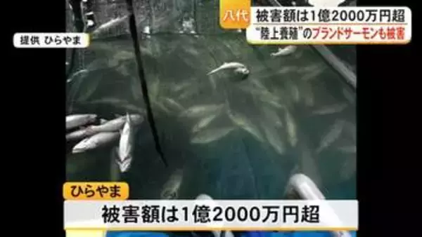 被害額は１億２０００万円超　木村知事が八代市のサーモン陸上養殖施設を視察【熊本】