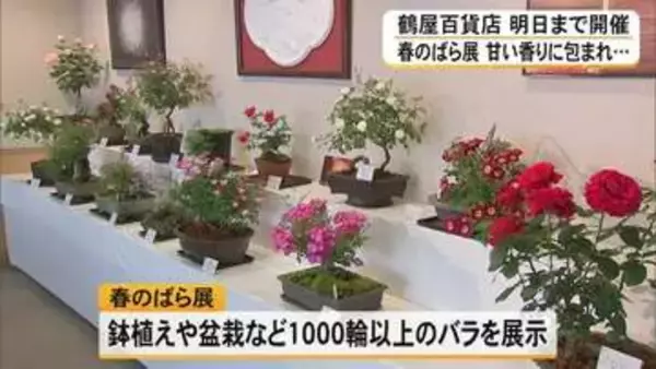 『春のばら展』開催中　鶴屋百貨店【熊本】