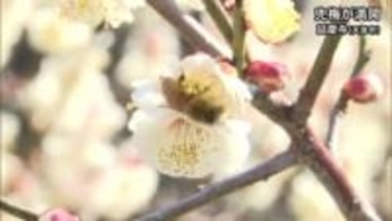 天草市からの便り　延慶寺の兜梅が満開【熊本】