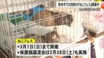 蔦屋書店熊本三年坂で恒例のネコフェス　保護猫の譲渡会も