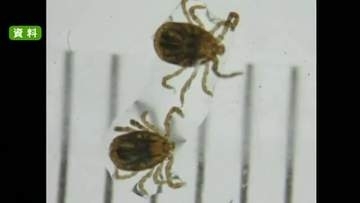 天草市の９０代女性がマダニ感染症『ＳＦＴＳ』で死亡　今年県内で初めて確認【熊本】