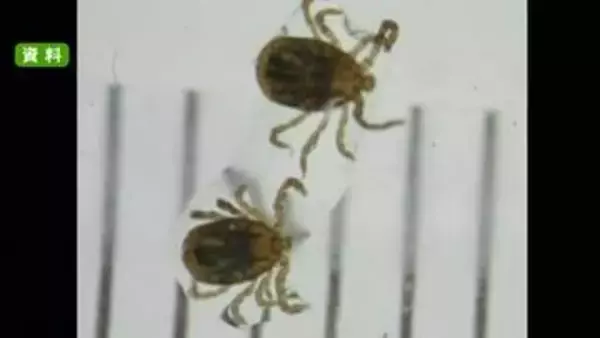 天草市の９０代女性がマダニ感染症『ＳＦＴＳ』で死亡　今年県内で初めて確認【熊本】