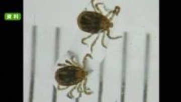 天草市の９０代女性がマダニ感染症『ＳＦＴＳ』で死亡　今年県内で初めて確認【熊本】