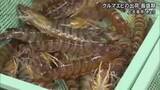 「年末年始の贈答用として人気　クルマエビの出荷が上天草市で最盛期【熊本】」の画像1