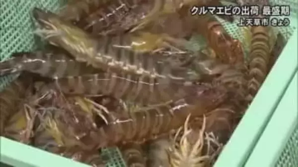 年末年始の贈答用として人気　クルマエビの出荷が上天草市で最盛期【熊本】