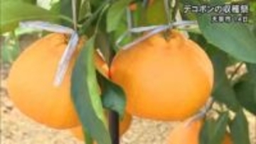 天草市でデコポンの収穫祭【熊本】