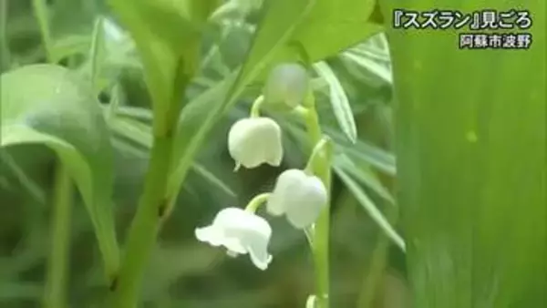 阿蘇市波野でスズランが見ごろ【熊本】