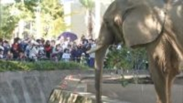 「きのうも来たけど」「しばらく会えないから」熊本市動植物園の人気者ゾウやキリンとしばしのお別れ　観覧再開は約1年半先へ【熊本発】