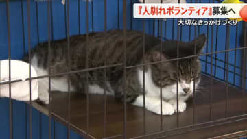保護猫が新しい家族とめぐり合うためのきっかけづくり『人馴れボランティア』を募集【熊本】