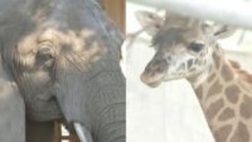 しばしのお別れ　熊本市動植物園でゾウやキリンのエリアを約１年半閉鎖　夏に生まれたばかりの心夏（ココナツ）見られるマル秘スポット【熊本発】