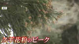 「起床直後に花粉症の症状がつらい「モーニングアタック」　有効なのは空気清浄機より加湿器　重い症状には注射治療も　福岡」の画像1