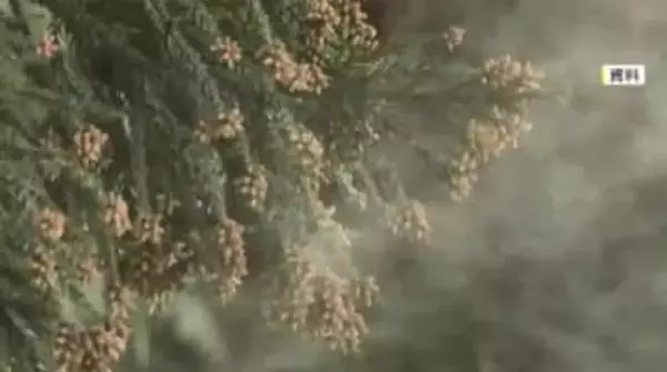 今春の花粉飛散　福岡では2月中旬からか　猛暑の影響で飛散量は平年上回る予想　万全の対策呼びかけ　ウェザーニューズ