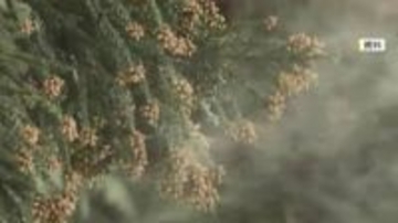 今春の花粉飛散　福岡では2月中旬からか　猛暑の影響で飛散量は平年上回る予想　万全の対策呼びかけ　ウェザーニューズ