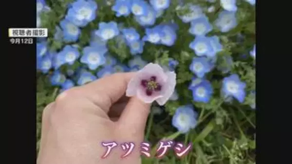 100万本の“赤ちゃんの青い瞳”ネモフィラに紛れた“違法な植物” 2025年に続き麻薬成分を含むケシを確認 【福岡】