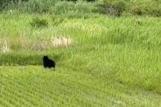 小学校近くの田んぼにクマ出没　車に乗っていた人が目撃　体長約1メートル　警察が警戒呼びかけ　山口・柳井市
