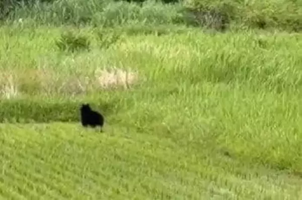 小学校近くの田んぼにクマ出没　車に乗っていた人が目撃　体長約1メートル　警察が警戒呼びかけ　山口・柳井市