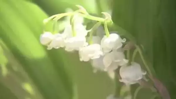 初夏の訪れ告げる便り　北海道のスズランを太宰府天満宮に奉納　「梅の使節」の返礼に　福岡