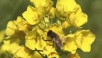 春めく街に新たな“花の名所”が誕生　チューリップやガザニアなど約1100株　市の雑草対策の一環で　福岡・北九州市