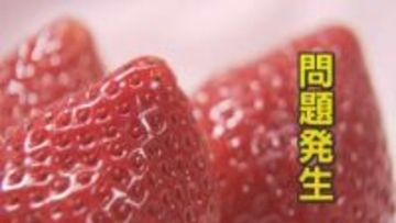 存在しない『栃木県産あまおう』名乗り“Ⅹ”に投稿 個人情報を騙し取る狙いか ブランドイチゴ巡り騒動 “美味しい話”にご用心 【福岡発】