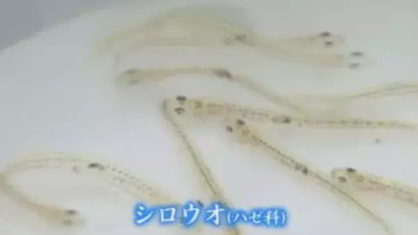 “春の風物詩”の復活目指して16年目の産卵場所づくり 環境変化で水揚げ激減 休漁続く「シロウオ」 【福岡発】