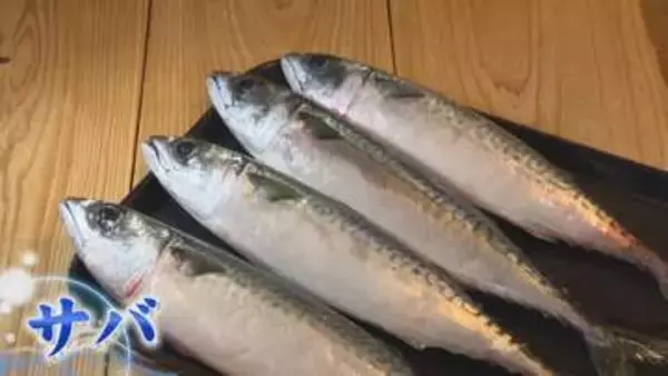 サバショック到来  “ノルウェー産”に異変  大衆魚が高級魚に？ 料理店からも悲鳴  仕入れ価格は過去最高水準に高騰 【福岡発】