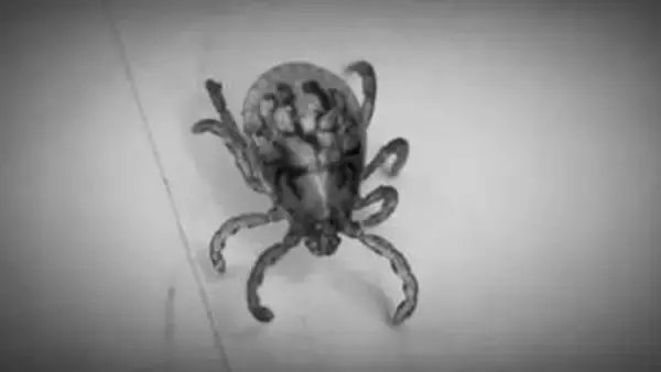 マダニにかまれて発症「日本紅斑熱」福岡県内で今年初の感染者を確認　草むらや散歩後のペットなど注意