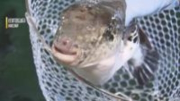 水揚げのピーク『鐘崎天然とらふく』 潮の流れが荒い玄界灘で揉まれた天然もの 今が旬の絶品グルメ 【福岡発】