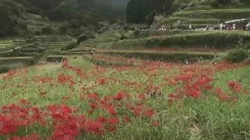 秋の訪れを告げる「彼岸花」　うきは市のつづら棚田で約50万本が見頃　22日にも満開　福岡
