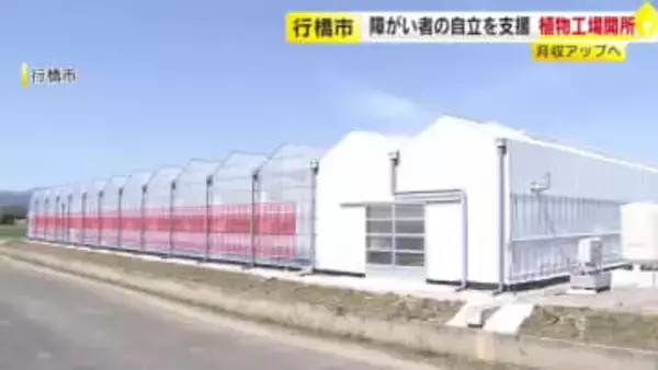 障がいがある人の収入アップ目指す　自立を支援する植物工場が開所　ホウレンソウなど水耕栽培　行橋市