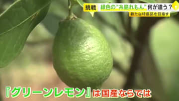 「糸島れもん」を新たな特産品に　2ヵ月だけの“希少”なグリーン　香りが強くフレッシュ　ゴディバともコラボし話題に　福岡