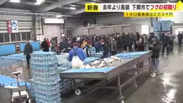 １キロ当たりの最高値は去年より５０００円高い２万３０００円　下関市の市場でフグの初競り　寒気で味も良く　山口県